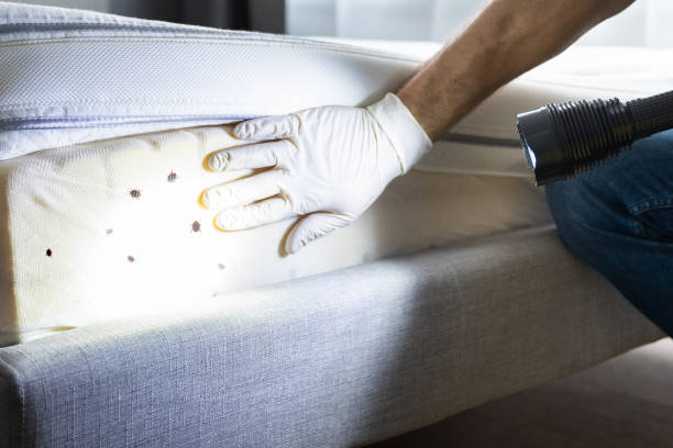 Trusted Langley, WA Pest Control Experts